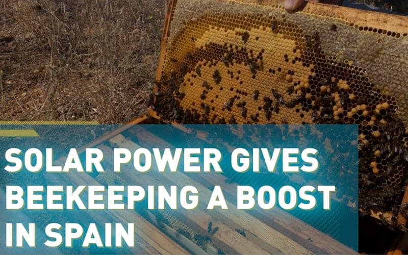 Honey Production Booms As Bees Thrive In Spain's Solar Panel Fields
